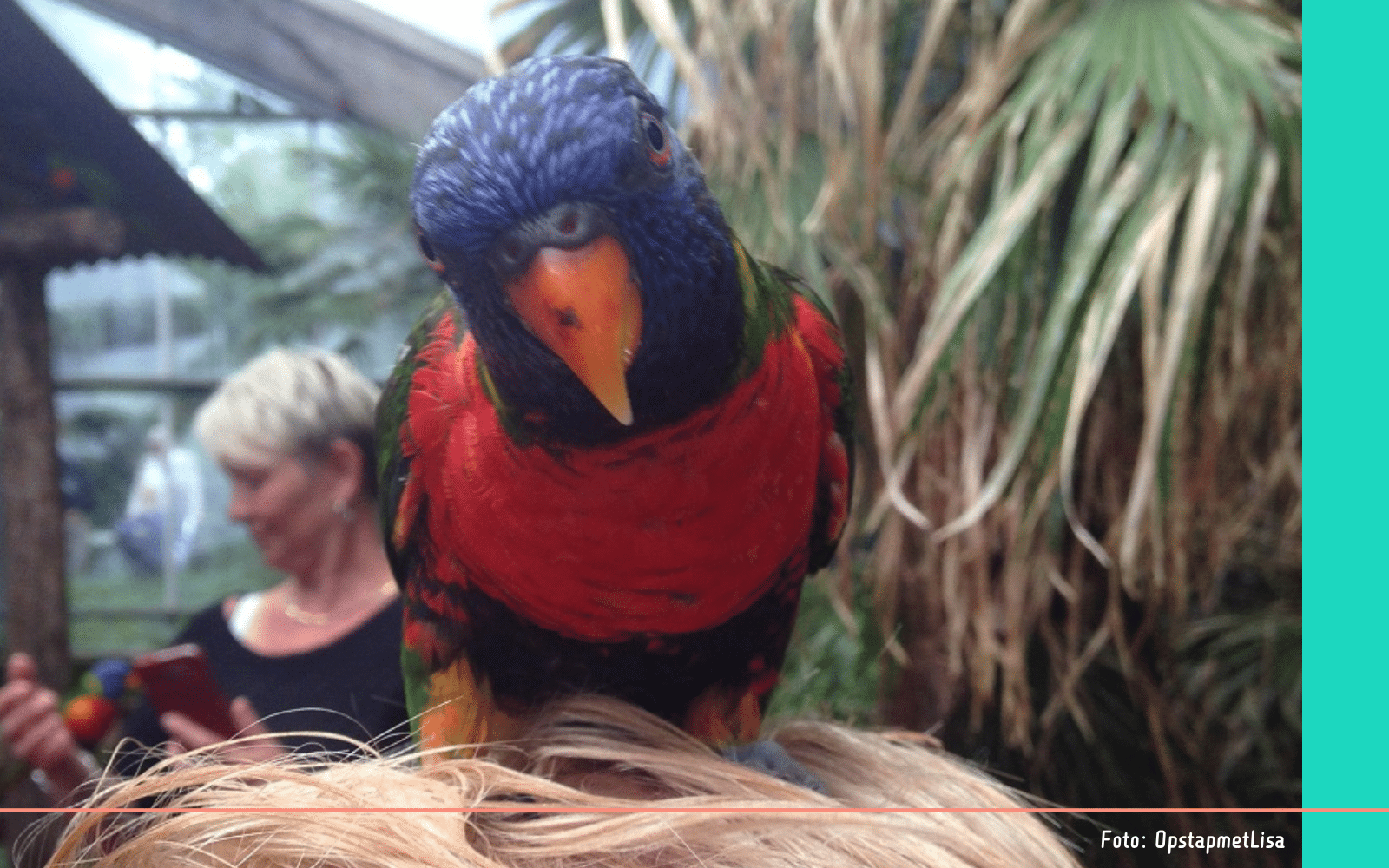 Gezinsactiviteiten in Leiden Avifauna