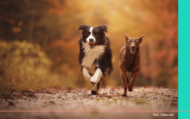 Hondenlosloopgebieden