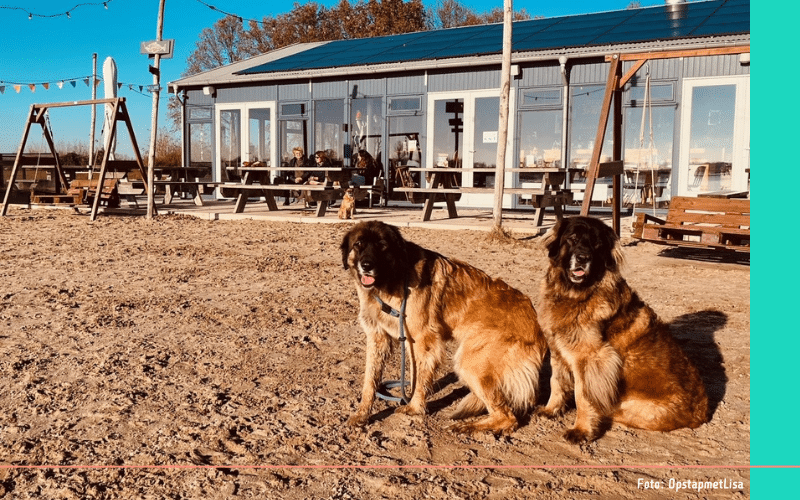 Hondenlosloopgebieden