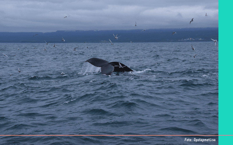 IJsland walvistocht