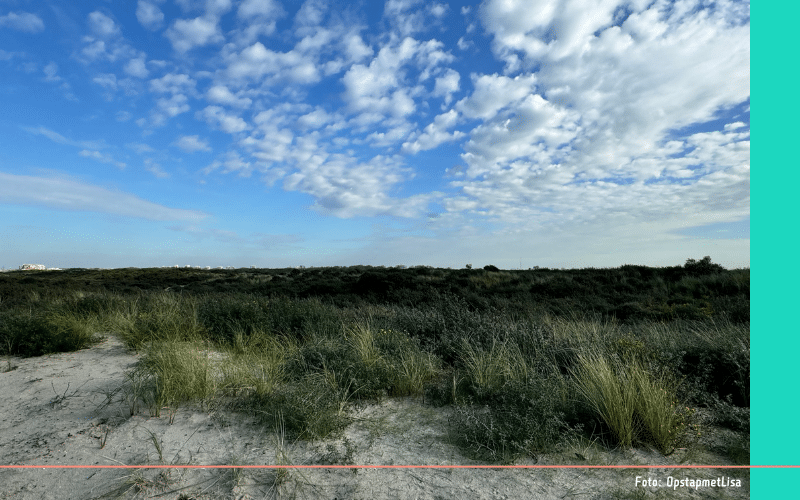 Wandelen in de herfst Zandmotor