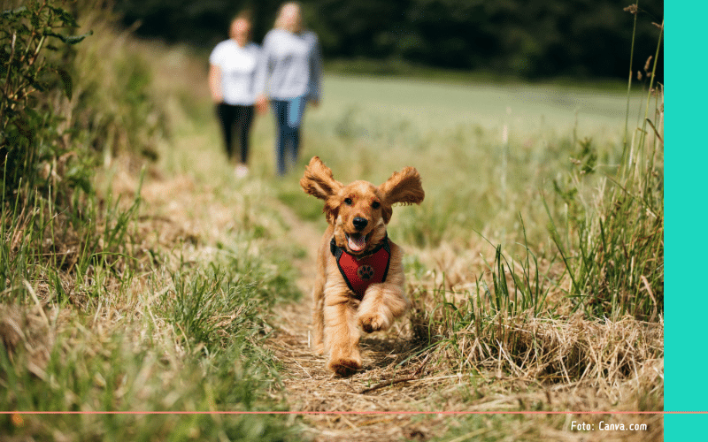 Hondenlosloopgebieden