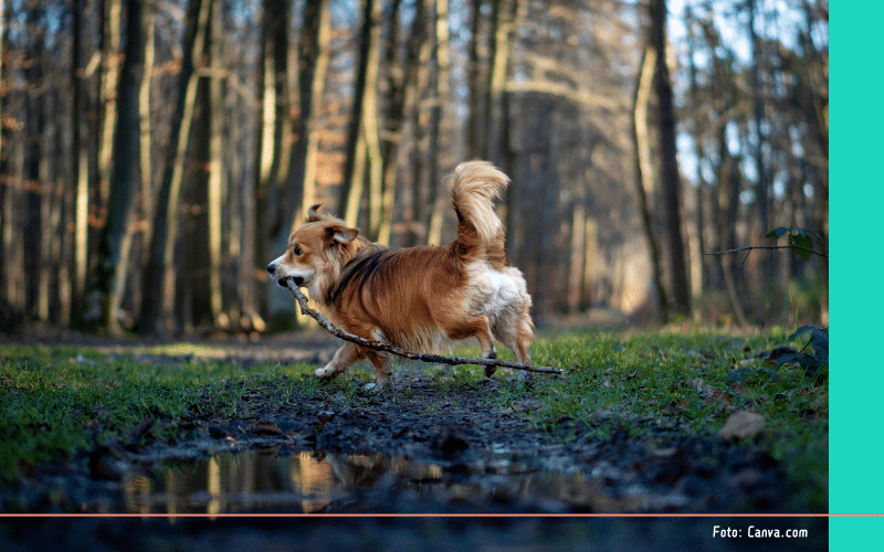 Hondenlosloopgebieden