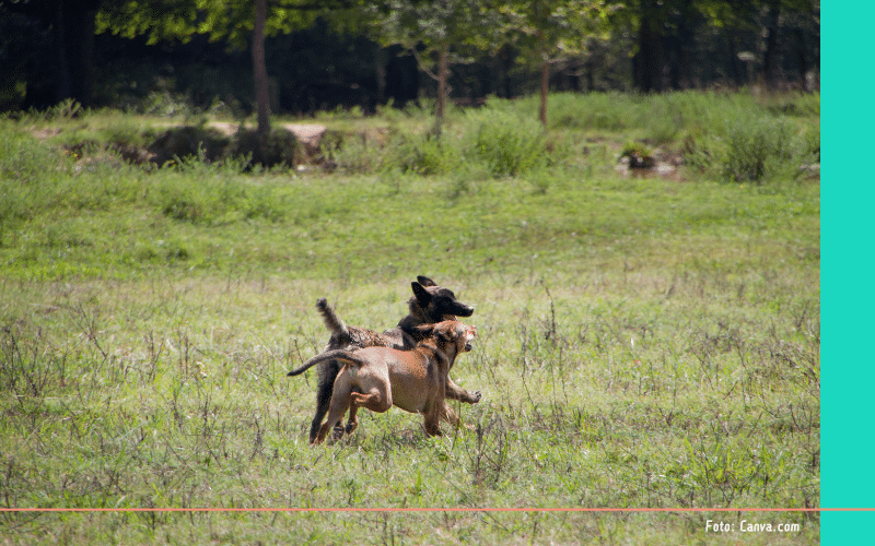 Hondenlosloopgebieden