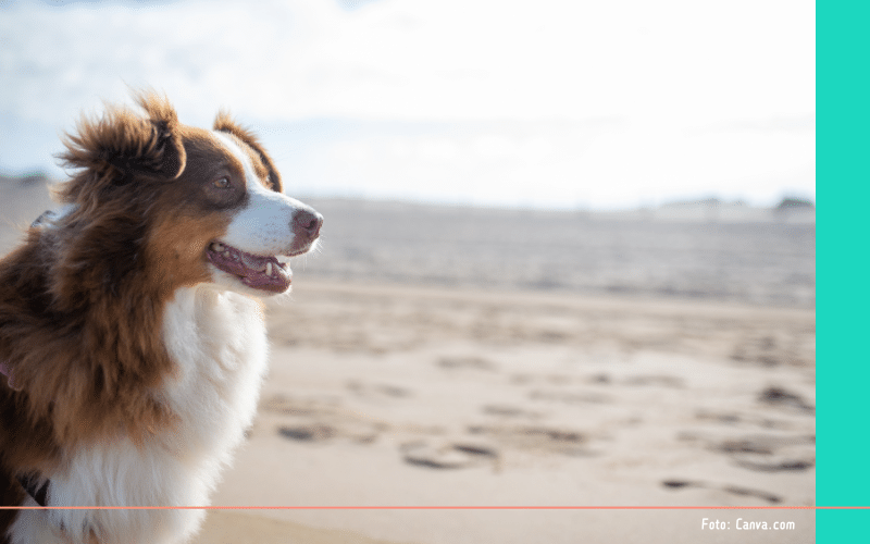 Hondenlosloopgebieden