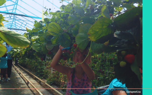 Westland aardbeien plukken