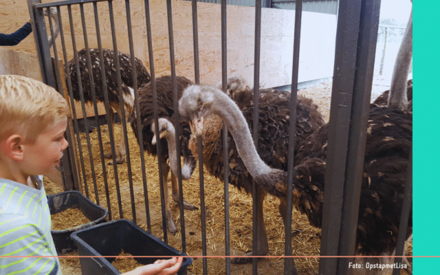 Zeeland struisvogelboerderij