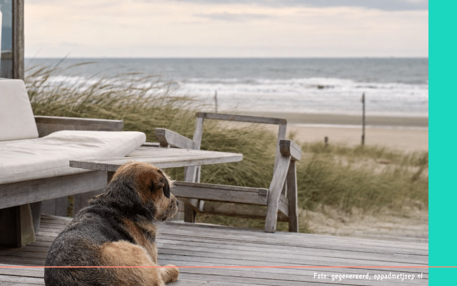 Hond op terras - gegenereerd