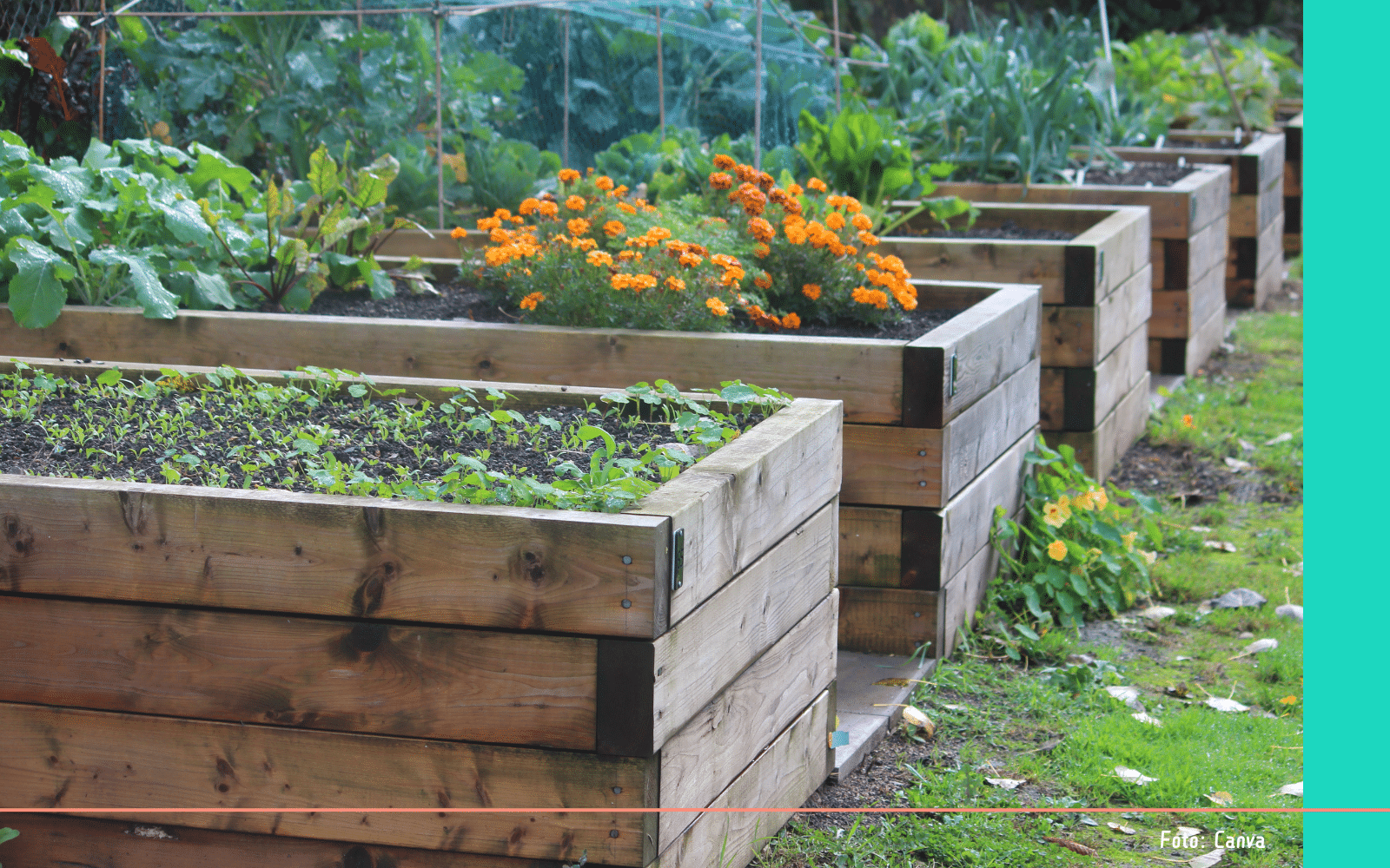 Moestuin