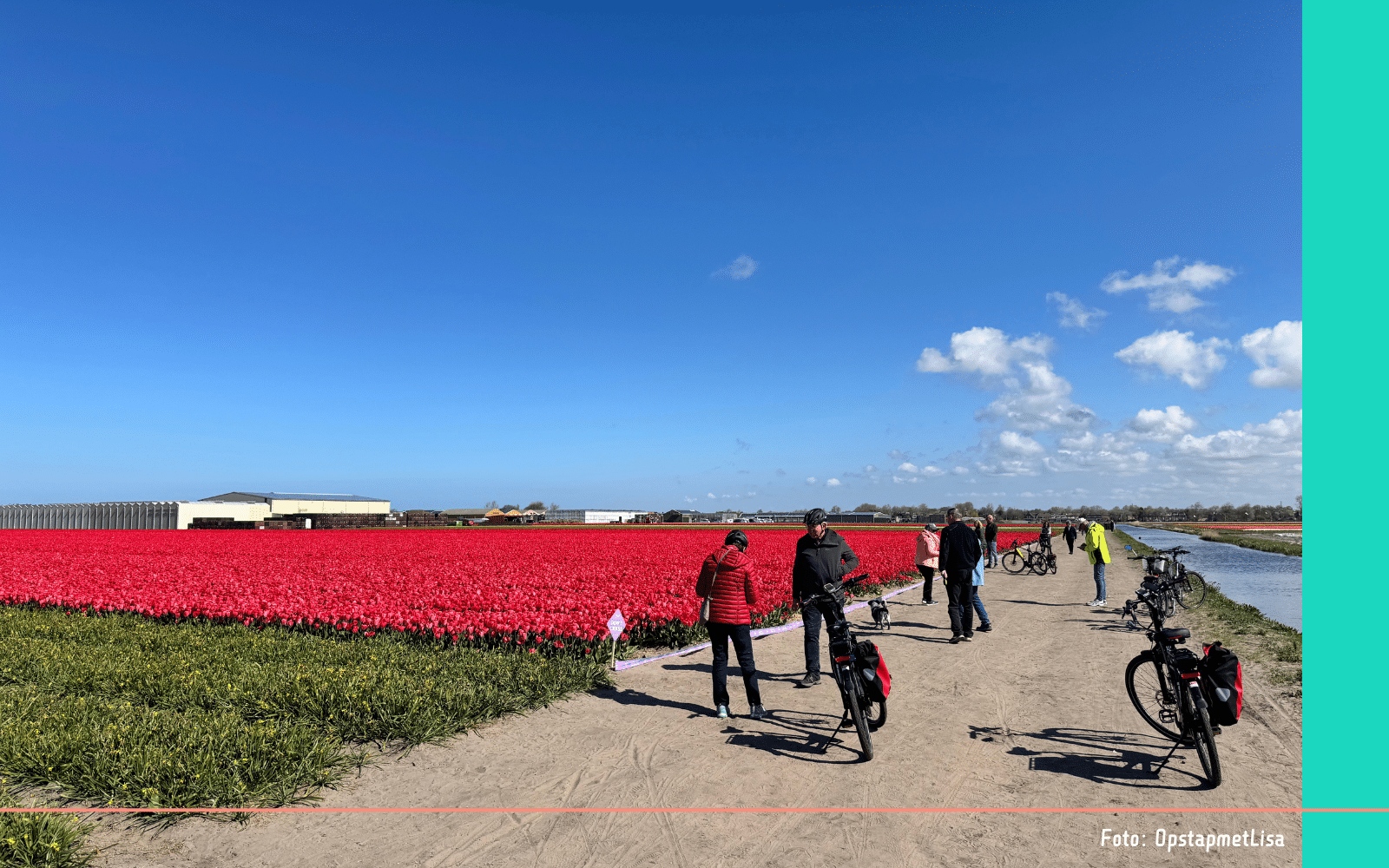 Fietsen door de Bollenstreek