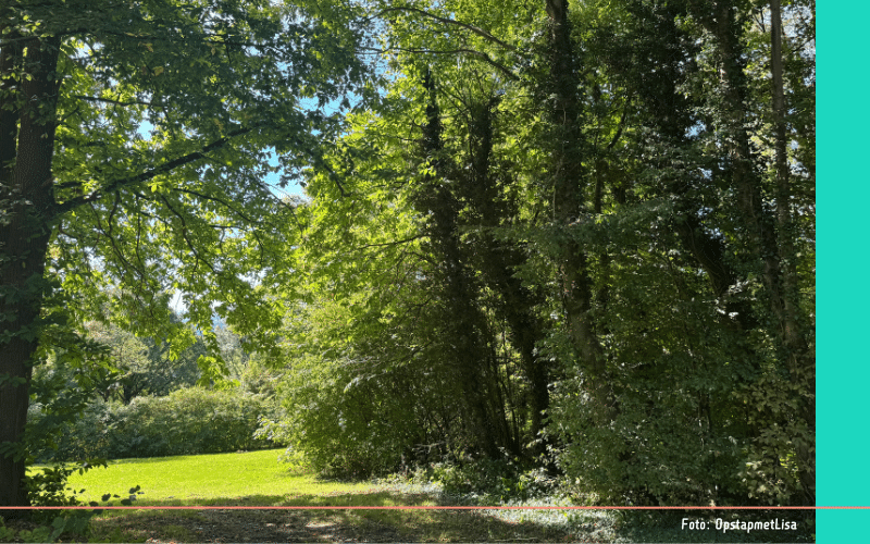 Zuid-Limburg Vijlenerbos