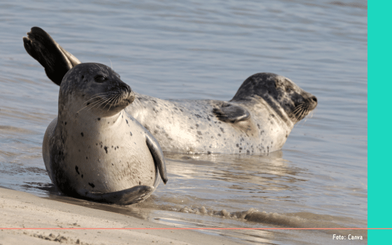 nazomer hotspot (13)